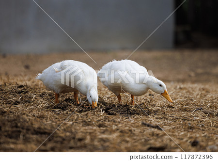 Charming White Ducks Foraging on a Rustic Farm in Rural Russia Amidst Bales of Straw During a Sunny Afternoon 117872396