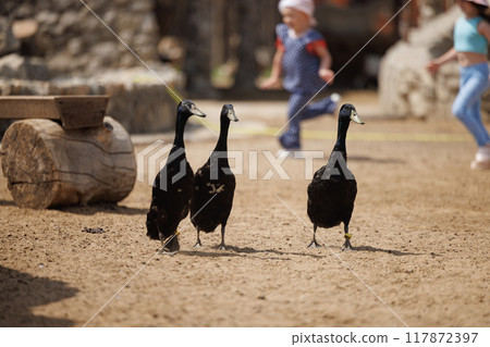 Charming Black Ducks Strut Through a Russian Farmyard While Children Play Nearby on a Sunny Day 117872397