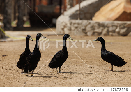 Black Ducks Gather on a Rustic Farm in Rural Russia on a Sunny Day Black Ducks Gather on a Rustic Farm in Rural Russia on a Sunny Day 117872398