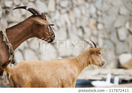 Farm Animals Grazing in Tranquil Russian Countryside With Playful Goats 117872411