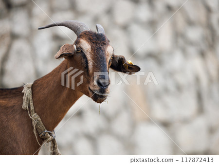 Rustic Goat Amidst Charming Stone Walls on a Serene Russian Farmstead 117872413