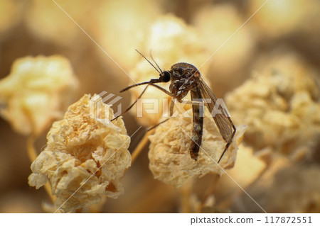 Mosquito common house mosquito, Culex pipiens, closeup of photo 117872551