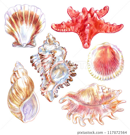 Shells and sea creatures set underwater world in watercolor hand drawn. Common Starfish, Asterlas Rubens, Calico Scallop, Argopecten Gibbus, Pectinidae Scallop, Scorpion Spider Conch, Lambis Scorpius 117872564