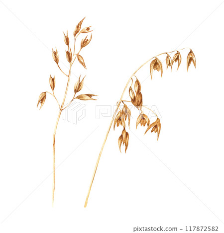Oats plant, edible starchy grains, domesticated cereal grass. Hand drawn botanical watercolor illustration isolated on white background. For clip art cards menu label package Oats plant, edible starchy grains, domesticated cereal grass. Hand drawn botanical watercolor illustration isolated on white background. For clip art cards menu label package 117872582