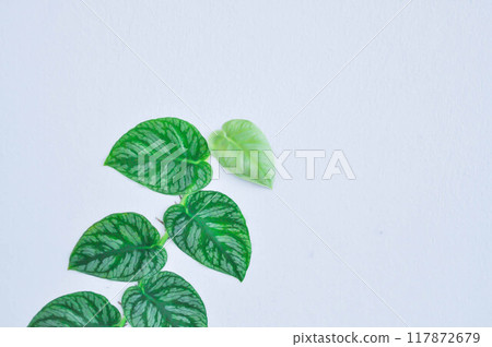 Monstera Dubia or Satin Pothos, Silk Pothos or Silver hilodendron or Scindapsus pictus Hassk or Argyreus or Araceae Monstera Dubia or Satin Pothos, Silk Pothos or Silver hilodendron or Scindapsus pictus Hassk or Argyreus or Araceae 117872679