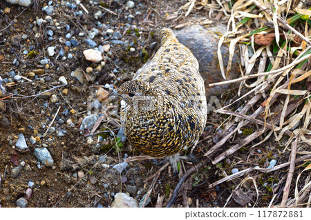 Spring, Ptarmigan, Female, Wild, Mt. Tateyama Spring, Ptarmigan, Female, Wild, Mt. Tateyama 117872881