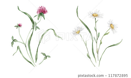 Watercolor botanical set of bouquets of summer meadow flowers. Hand drawn illustration of chamomile and clover. Yellow white and purple pink flowers and green grass on isolated background. Watercolor botanical set of bouquets of summer meadow flowers. Hand drawn illustration of chamomile and clover. Yellow white and purple pink flowers and green grass on isolated background. 117872895