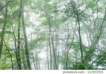 在山中的黑暗森林地帶迷路的景象（山梨縣大嶽山） 117872915