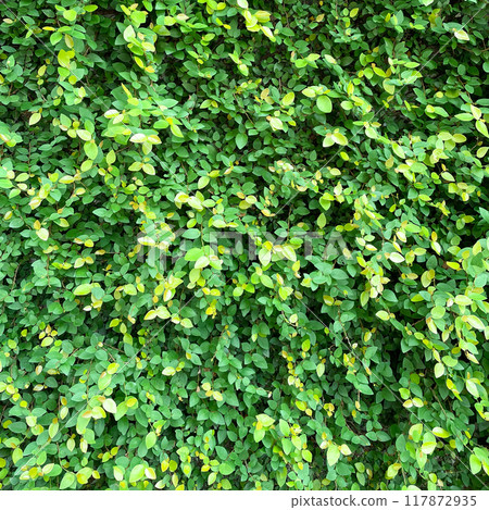 方形背景影像,綠色榕葉覆蓋整個牆壁 方形背景影像,綠色榕葉覆蓋整個牆壁 117872935