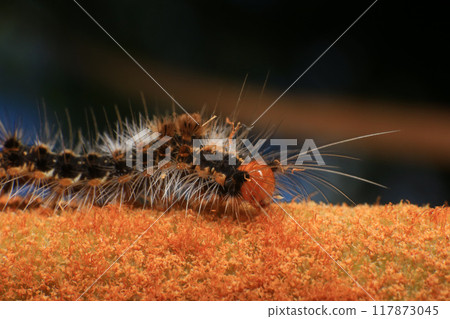 Orange Caterpillar on the plant, close-up of a caterpillar Orange Caterpillar on the plant, close-up of a caterpillar 117873045