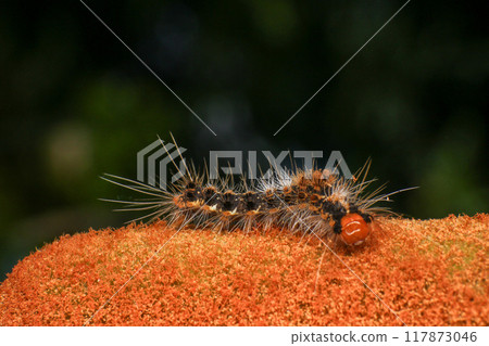 Orange Caterpillar on the plant, close-up of a caterpillar Orange Caterpillar on the plant, close-up of a caterpillar 117873046