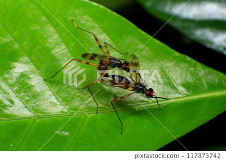 Wasp, Macro photo of a pair of insects mating on a green leaf Wasp, Macro photo of a pair of insects mating on a green leaf 117873742