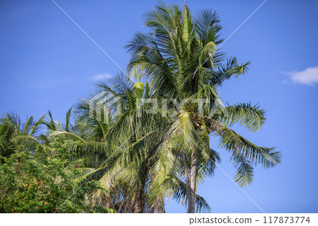 This is how palm trees grow in nature. 117873774