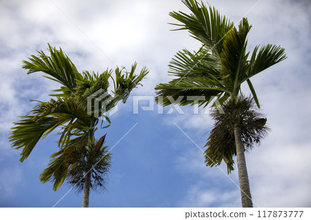 This is how palm trees grow in nature. 117873777