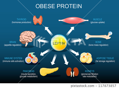 Leptin is a hormone of Adipose tissue.  Obese protein 117873857