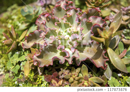 This is a picture of succulent plants growing in nature. 117873876