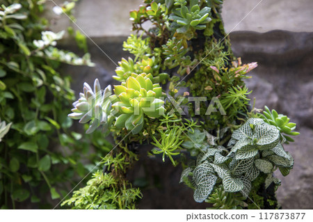 This is a picture of succulent plants growing in nature. 117873877