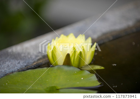 This is a picture of lotus flowers growing in nature. 117873941