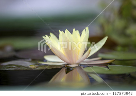 This is a picture of lotus flowers growing in nature. This is a picture of lotus flowers growing in nature. 117873942