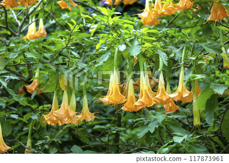This is a picture of an angel trumpet flower blooming beautifully in nature. This is a picture of an angel trumpet flower blooming beautifully in nature. 117873961