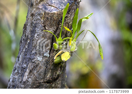 This is a picture of Maxillaria living in nature.This is a picture of Maxillaria living in nature. This is a picture of Maxillaria living in nature.This is a picture of Maxillaria living in nature. 117873999