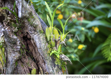 This is a picture of Maxillaria living in nature.This is a picture of Maxillaria living in nature. This is a picture of Maxillaria living in nature.This is a picture of Maxillaria living in nature. 117874000