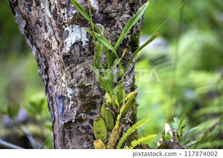 This is a picture of Maxillaria living in nature.This is a picture of Maxillaria living in nature. This is a picture of Maxillaria living in nature.This is a picture of Maxillaria living in nature. 117874002