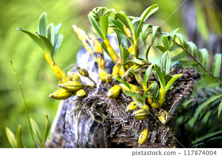 This is a picture of Maxillaria living in nature.This is a picture of Maxillaria living in nature. 117874004