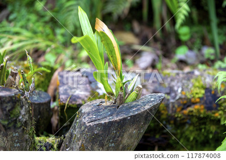 This is a picture of Maxillaria living in nature.This is a picture of Maxillaria living in nature. This is a picture of Maxillaria living in nature.This is a picture of Maxillaria living in nature. 117874008