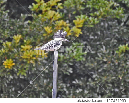 翠鳥是翠鳥家族中最大的鳥類，棲息在河邊的物體上 117874063