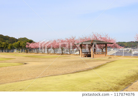 福岡縣田川區河津櫻花盛開的添田太陽運動場 117874076