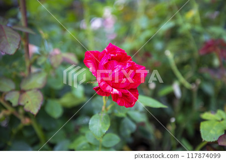 This is a picture of a rose growing in nature. 117874099