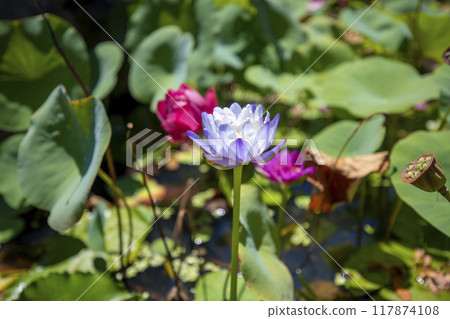 This is a picture of lotus flowers growing in nature. 117874108