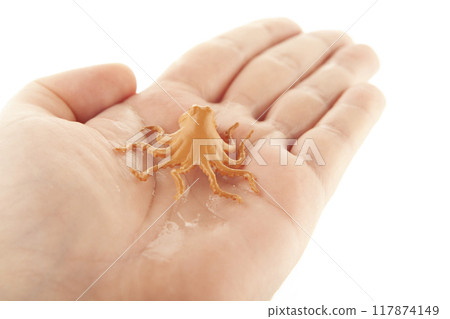 image of octopus hand white background 117874149