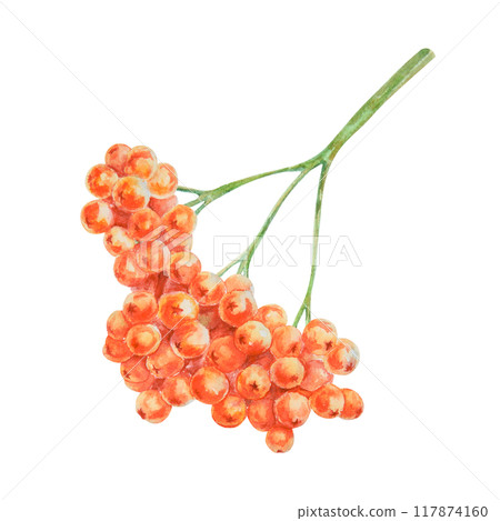 A bunch of rowan berries, rowanberry, sorb, wild ash, pit, rowan-tree. Watercolor handdrawn clipart of viburnum, guelder rose. Realistic floral design element for logo, print, tea and cosmetic packing 117874160