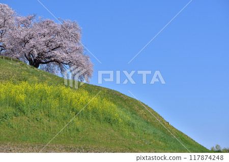 Sakitama Tombs和Maru Tombs的櫻花 117874248