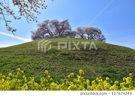 埼玉古墳群/丸戶山古墳的櫻花和油菜花 117874249