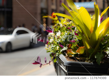 Burst of Blooms 117874300