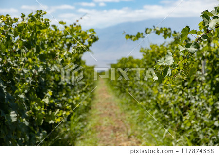Serene Trail Serene Trail 117874338