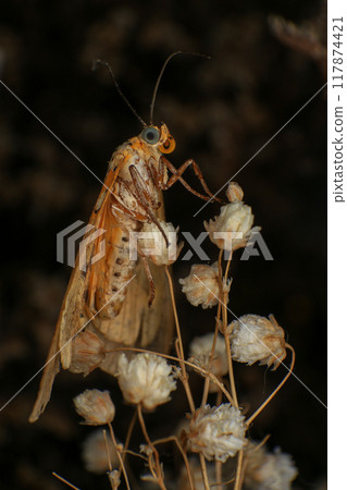 Moth, Close up of a moth on a plant in the rainforest. Night butterfly  117874421