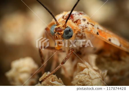 Moth, Close up of a moth on a plant in the rainforest. Night butterfly  117874428