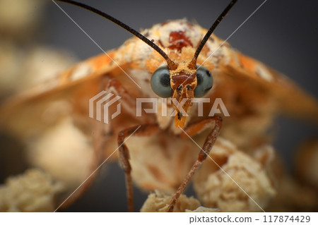 Moth, Close up of a moth on a plant in the rainforest. Night butterfly  117874429