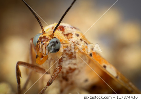 Moth, Close up of a moth on a plant in the rainforest. Night butterfly  117874430