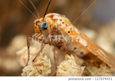 Moth, Close up of a moth on a plant in the rainforest. Night butterfly  117874431