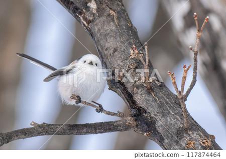 北海道冬季，長尾山雀棲息在樹枝上 117874464