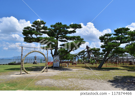 大津/ Karasaki Shrine Pine 117874466