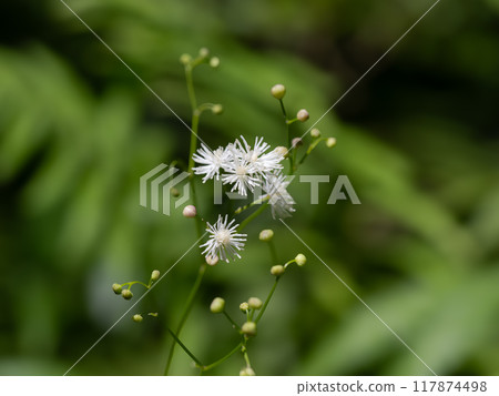 小白落葉松 117874498