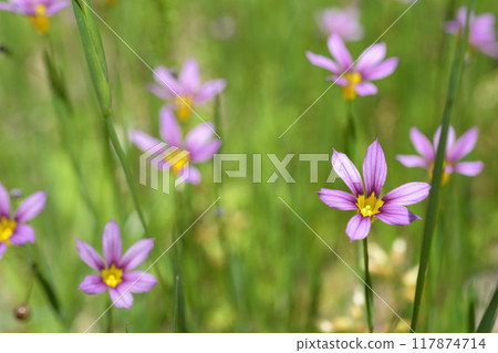 Daylilies blooming in the spring fields 117874714