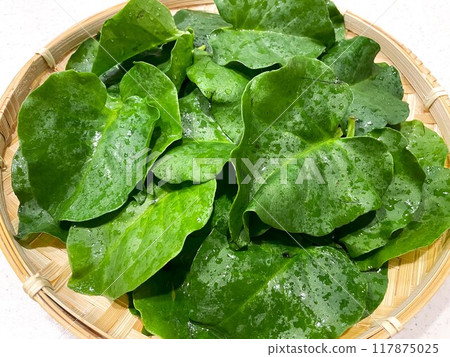 Okawakame (Red Vine) 1 117875025