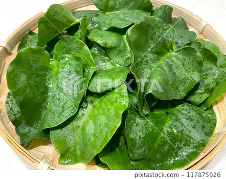 Okawakame (red creeper) 2 117875026